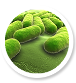 Lactospore